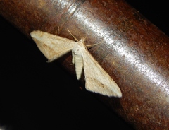 Chiasmia nubilata