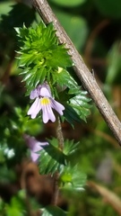 Euphrasia officinalis
