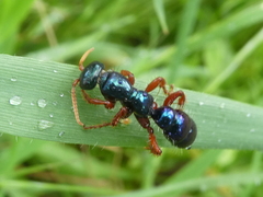 Diamma bicolor