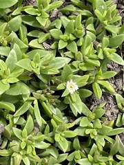 Delosperma