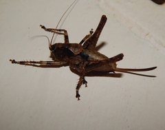 Tettigoniinae
