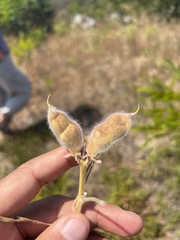 Lupinus cosentinii