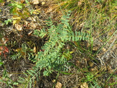 Vicia nervata
