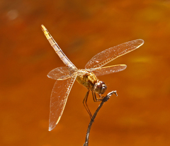 Crocothemis nigrifrons