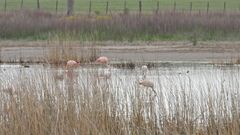 Phoenicopterus chilensis