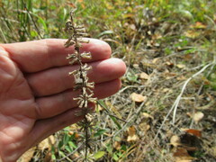 Dracocephalum nutans