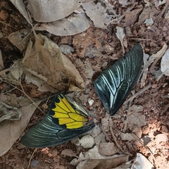 Troides minos