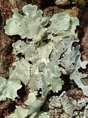 Flavoparmelia caperata
