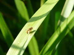 Parhelophilus