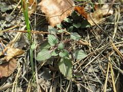 Dracocephalum nutans