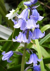 Hyacinthoides