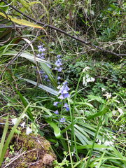 Hyacinthoides