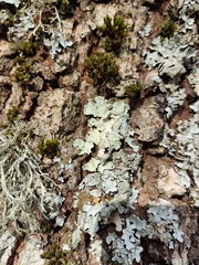 Flavoparmelia caperata