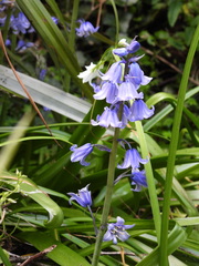 Hyacinthoides