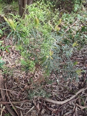 Banksia cunninghamii