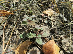 Dracocephalum nutans