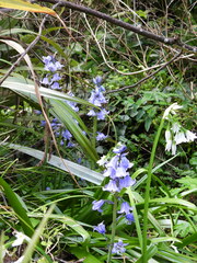 Hyacinthoides