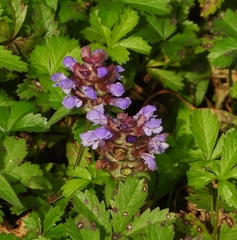 Prunella vulgaris