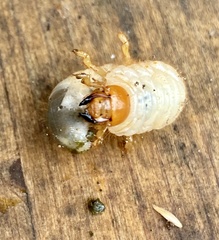Melolontha melolontha