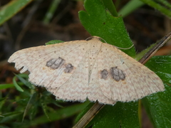 Epicyme rubropunctaria