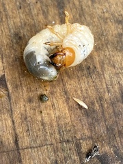 Melolontha melolontha