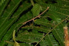 Ceroys perfoliatus