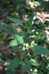 Chromolaena odorata
