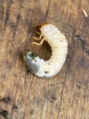 Melolontha melolontha
