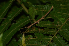 Ceroys perfoliatus