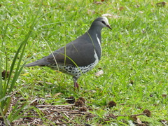 Leucosarcia melanoleuca