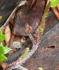 Xanthosia dissecta