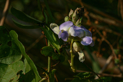 Psophocarpus scandens image