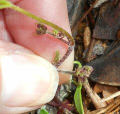 Xanthosia dissecta