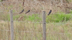 Hirundo rustica