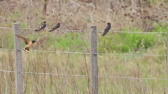 Hirundo rustica