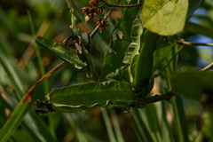 Psophocarpus scandens image