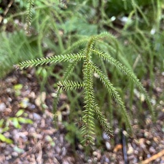 Dacrydium cupressinum
