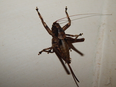 Tettigoniinae