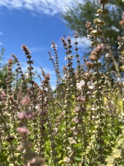 Apis mellifera scutellata