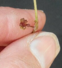 Xanthosia dissecta
