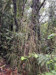 Dacrydium cupressinum