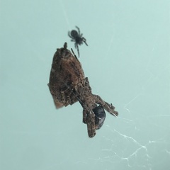 Philoponella congregabilis