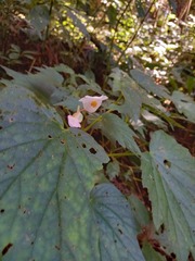 Begonia palmata