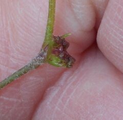 Xanthosia dissecta