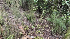 Dacrydium cupressinum