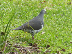 Leucosarcia melanoleuca