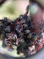 Dolichoderus doriae
