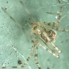 Cryptachaea gigantipes
