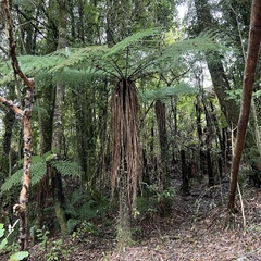 Cyathea smithii