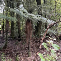 Cyathea smithii